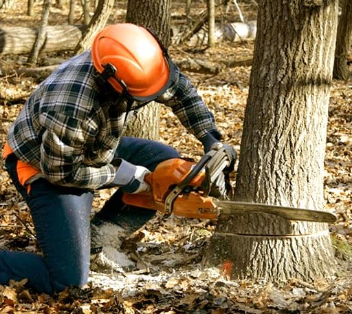 Tree Removal in Van Buren, IN